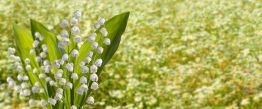 Vadi çiçeklerinin yeşil soyut arka plandaki güzel beyaz zambak görüntüsü