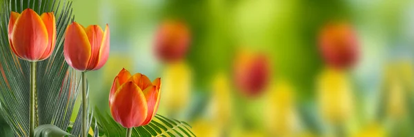 Bild Von Roten Schönen Tulpen Vor Dem Hintergrund Roter Und — Stockfoto