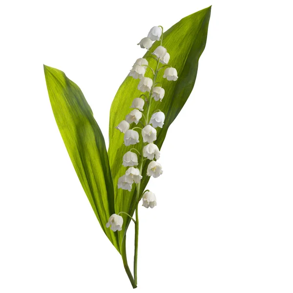 Beyaz Arka Planda Vadi Çiçeklerinin Güzel Beyaz Zambakları — Stok fotoğraf