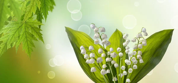 美丽的白色百合花在绿色抽象背景下的形象 — 图库照片