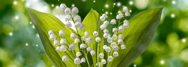 美丽的白色百合花在绿色抽象背景下的形象 — 图库照片