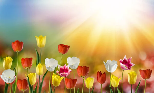 Obraz Pola Czerwonych Tulipanów Abstrakcyjnym Słonecznym Tle — Zdjęcie stockowe
