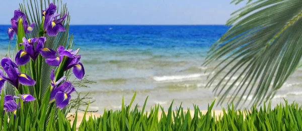 Obraz Pięknych Kwiatów Trawie Egzotycznych Roślin Tle Morza Horyzoncie Czyste — Zdjęcie stockowe