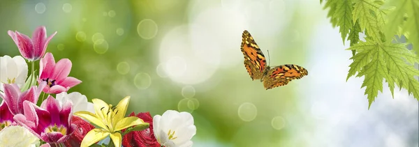 Зображення Красивих Різнокольорових Тюльпанів Вкритих Краплями Води Метеликом Летить Зеленому Стокове Зображення