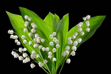Vadi çiçeklerinin siyah arka planda güzel beyaz zambakları.