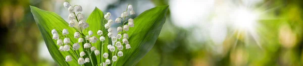 Obraz Pięknej Białej Lilii Kwiatów Doliny Zielonym Abstrakcyjnym Tle — Zdjęcie stockowe