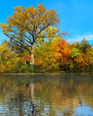 Altın sonbaharda nehrin kıyısındaki ağaçların görüntüsü