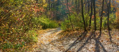 Sonbahar ormanındaki bir patikanın görüntüsü. Ormanda altın sonbahar
