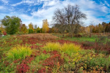 Resimli çimen, ağaçlar ve sonbaharda bulutlu gökyüzü manzarası