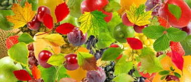 Çeşitli meyveler ve sonbahar yaprakları. Vitamin meyvesi hasadı. Yatay Pankart.