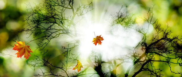 Image of falling autumn leaves against a background of branches without leaves on a green blurred background with bokeh