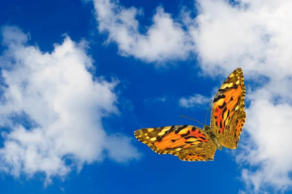 Close-up image of a butterfly against a sky with clouds with copy space