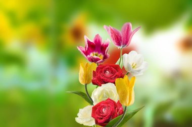 Image of beautiful tulips with water drops on the petals on a blurred green background
