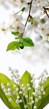 Vadi çiçeklerinin güzel beyaz zambağı. Bahar çiçekleri vadide