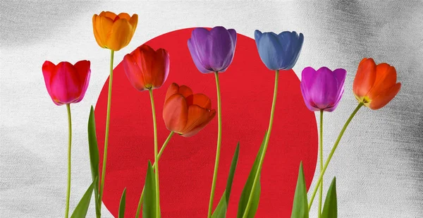 Image of beautiful multi-colored tulips on the background of the flag of Japan close-up