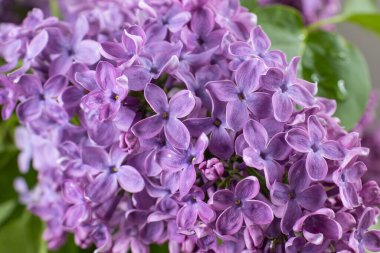 Çiçek açan leylak dalının yakın plan görüntüsü