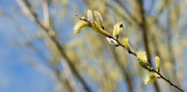 Söğüt dalının kabarık kedi derileriyle parlak mavi gökyüzüne yakın bir görüntüsü..