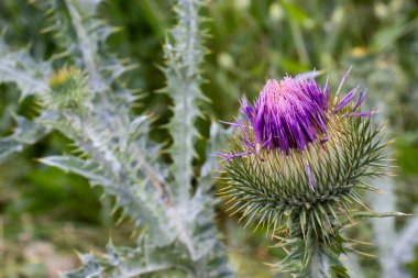 Yeşil yapraklar ve dikenli yapraklarla çevrili tek bir mor deve dikeni tomurcuğunun yakından görüntüsü..