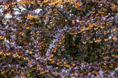 Mor yaprakları ve narin sarı çiçekleri olan bir böğürtlen çalısı, ilkbaharın canlı güzelliğini gözler önüne seriyor..