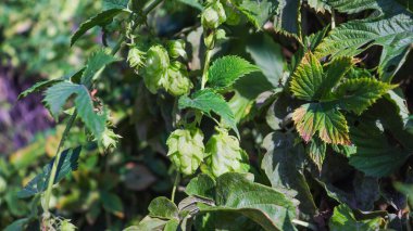 Bereketli zıplama bitkileri, kendine özgü yeşil koniler ve canlı yaprakların karışımından oluşan ılık güneş ışığı altında gelişir. Doğanın güzelliği bu huzurlu bahçe ortamında ortaya çıkar..