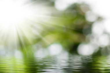 Ilık güneş ışınları canlı yaprakların arasından süzülüp durgun su üzerinde ışıl ışıl bir etki yaratıyor. Doğa bu huzurlu ortamda gelişir, rahatlamayı ve yansımayı davet eder..