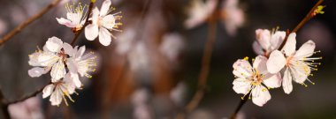 Yumuşak pembe kiraz çiçekleri zarif bir şekilde açılır ve sakin bir bahar gününde seyircileri güzelliklerine hayran olmaya davet eder. Doğa canlı renklerde gelişir, yenilenme sinyalleri verir..