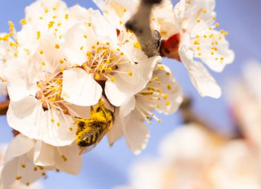 Canlı bir arı, narin kiraz çiçeklerinin nektarını toplar ve ılık bir bahar gününde doğanın güzelliğini gösterir. Sahne, hayatın ve yenilenmenin özünü yakalar..
