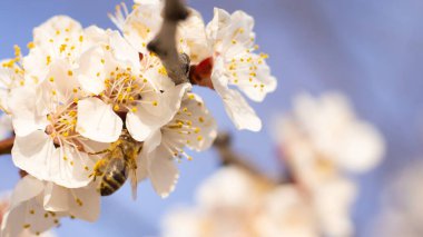 Kayısı çiçeklerinin ortasında, bir arı taç yapraklarından taç yapraklarına uçar, doğanın canlı bir güzelliğini gösteren polenleri toplar. Mavi gökyüzü neşe katar.