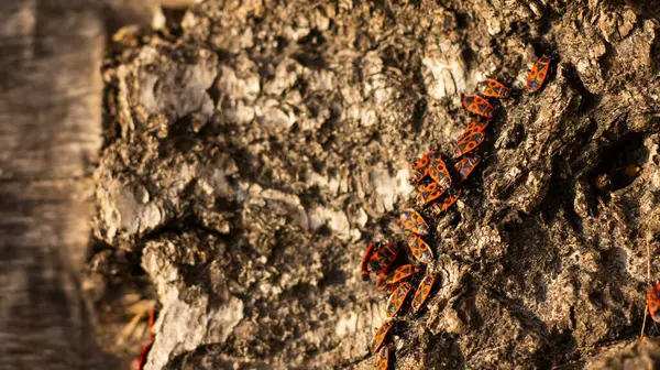 Turuncu ve siyah böceklerden oluşan canlı bir grup, engebeli bir kabuğa tünemiş, huzurlu bir ormanda sıcak güneş ışığını emiyor. Doğanın ihtişamı bu sakin ortamda tam olarak sergileniyor..