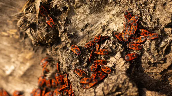 Belirgin işaretleri olan canlı kırmızı böcek kümeleri taze yeşilliklerle çevrili bir ağacın kabuğunda toplanırlar. Canlı sahne, baharın özünü yakalar..
