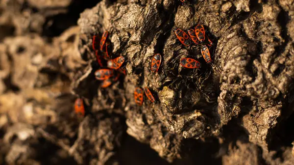 Sıcak bir öğleden sonra, canlı turuncu ve siyah böcekler sert ağaç kabuklarında toplanarak doğanın dokusunu renklerle harmanlarlar. Canlı varlıkları ormandaki yaşamın çeşitliliğini vurguluyor..