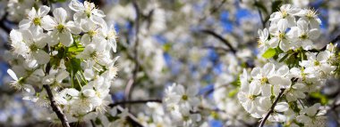 Baharın ortasında, kiraz ağaçlarında narin beyaz çiçekler açar, havayı güzel kokularla doldurur. Yumuşak güneş ışığı dalların arasından süzülüp barışçıl ve büyüleyici bir atmosfer yaratır..