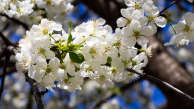 Nefes kesen beyaz çiçekler parlak, masmavi bir gökyüzüne karşı canlı bir şekilde çiçek açarak baharın gelişini resmediyor. Dallar doğanın güzelliğini gözler önüne seriyor..