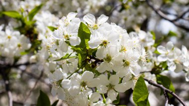 Bir grup narin beyaz kiraz çiçek açar ve baharın özünü yakalar. Doğa, yumuşak yaprakların ılık bir öğleden sonra esintisinde yavaşça sallanarak huzur ve güzelliği davet ederek gelişir..