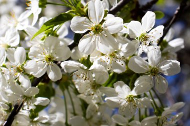 Narin beyaz çiçekler bir ağacın dallarını süslüyor, huzurlu bir bahar ortamında güneş ışığını yakalıyor. Yapraklar, doğanın yenilenmesinin güzelliğini kutlamak için karmaşık detaylar sergiliyor..
