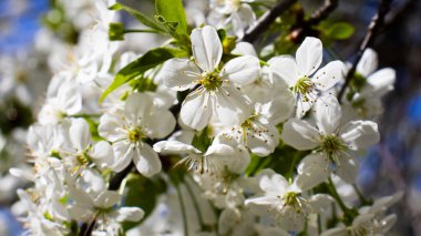Hassas beyaz çiçekler, güneş ışığıyla aydınlanan canlı yeşil dallarda ortaya çıkar. Hafif bir esinti havayı karıştırır, bahar yenilenmesi ve doğanın sükuneti için sakin bir atmosfer yaratır..