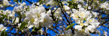 Dallardan narin beyaz çiçekler fışkırıyor, sakin sularda güzel bir şekilde yansıtılıyor. Açık mavi gökyüzü, ilkbaharın canlı atmosferini güçlendirir. Barış ve yenilenme hissi uyandırır..