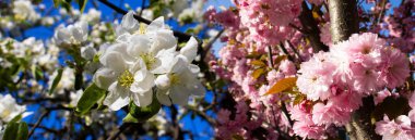 Narin beyaz ve pembe çiçekler bahar boyunca ahenk içinde açar, havayı renk ve güzellikle doldurur. Parlak mavi bir gökyüzü, bu sakin bahçe gösterisi için mükemmel bir zemin görevi görüyor..