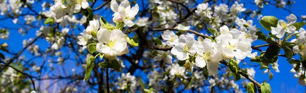 Narin armut çiçekleri berrak gök yüzüne karşı çarpıcı beyaz taç yaprakları serpiştirip serinletici ve büyüleyici bir atmosfer yaratarak baharda yetişen bahçenin tipik bir örneğini oluşturur..