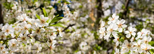 Sakin bir bahçede, kiraz ağaçları baharın güzelliğini kutlamak için narin beyaz çiçeklerle süslenir. Arılar parlak güneşin altındaki çiçekleri tozluyorlar ve canlı bir atmosfer yaratıyorlar..