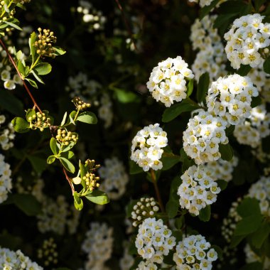 Zarif beyaz çiçekler parlak sarı merkezlerle süslenmiş canlı kümeler oluşturarak verimli bir bahçe ortamında büyüleyici bir manzara yaratırlar. Doğa, ilkbaharın özünü somutlaştırarak tam çiçeklenir..
