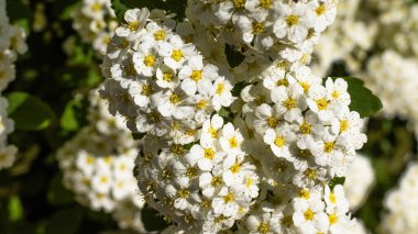 Zarif beyaz çiçekler parlak sarı merkezlerle süslenmiş canlı kümeler oluşturarak verimli bir bahçe ortamında büyüleyici bir manzara yaratırlar. Doğa, ilkbaharın özünü somutlaştırarak tam çiçeklenir..