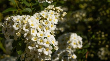 Hassas beyaz çiçek kümeleri güneşin altında ışıl ışıl parlıyor, bahçeyi güzellik ve tatlı bir kokuyla dolduruyor. Huzurlu bir ortam, doğa aşıklarını çiçeklerin değerini bilmeye davet eder..
