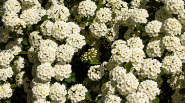 Canlı bir bahçede, küçük beyaz çiçek kümeleri açarak çarpıcı bir görüntü oluşturur..