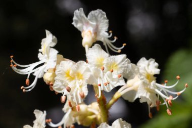 Sakin bir bahçede ortaya çıkan beyaz kestane çiçekleri, narin taç yaprakları ve yumuşak kokuları polen taşıyıcıları davet ediyor..