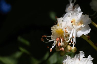 Yeşilliklerin ortasında, büyüleyici beyaz çiçekler açarlar, yumuşak yapraklarını ve karmaşık erkek organlarını ortaya çıkarırlar. Güneş ışığı güzelliği arttırır, doğanın işçiliğine hayranlık uyandırır..