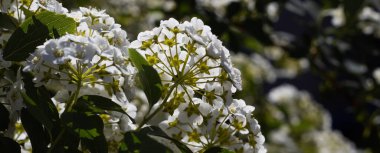 Zarif beyaz çiçek kümeleriyle dolu yemyeşil bir bahçe, tazelik ve canlılık saçıyor. Güneş ışığı yaprakların arasından süzülür, mükemmel bir bahar gününde doğanın güzelliğini aydınlatır..