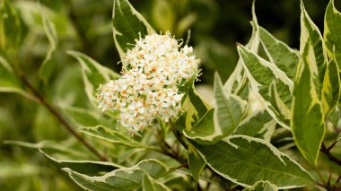 Zarif beyaz çiçek kümeleri yeşil yaprakların arasında çiçek açarak huzurlu bir bahçede güzel bir manzara yaratır. Güneş ışığı yaprakların arasından süzülür, güzelliği arttırır..