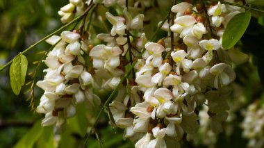 Sakin bir bahçe ortamında, zarif beyaz çiçek kümeleri zarif bir şekilde yemyeşil yapraklara asılır..
