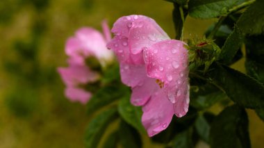Pembe çiçekler yağmur damlacıklarıyla parlar, sabah ışığını yakalar. Bereketli yeşillik onları çevrelemiş, doğanın kucağında barış ve yenilenme hissini iletiyor..